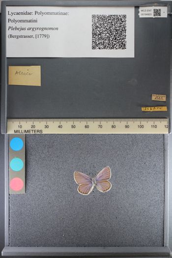 Media type: image;   Entomology 194923